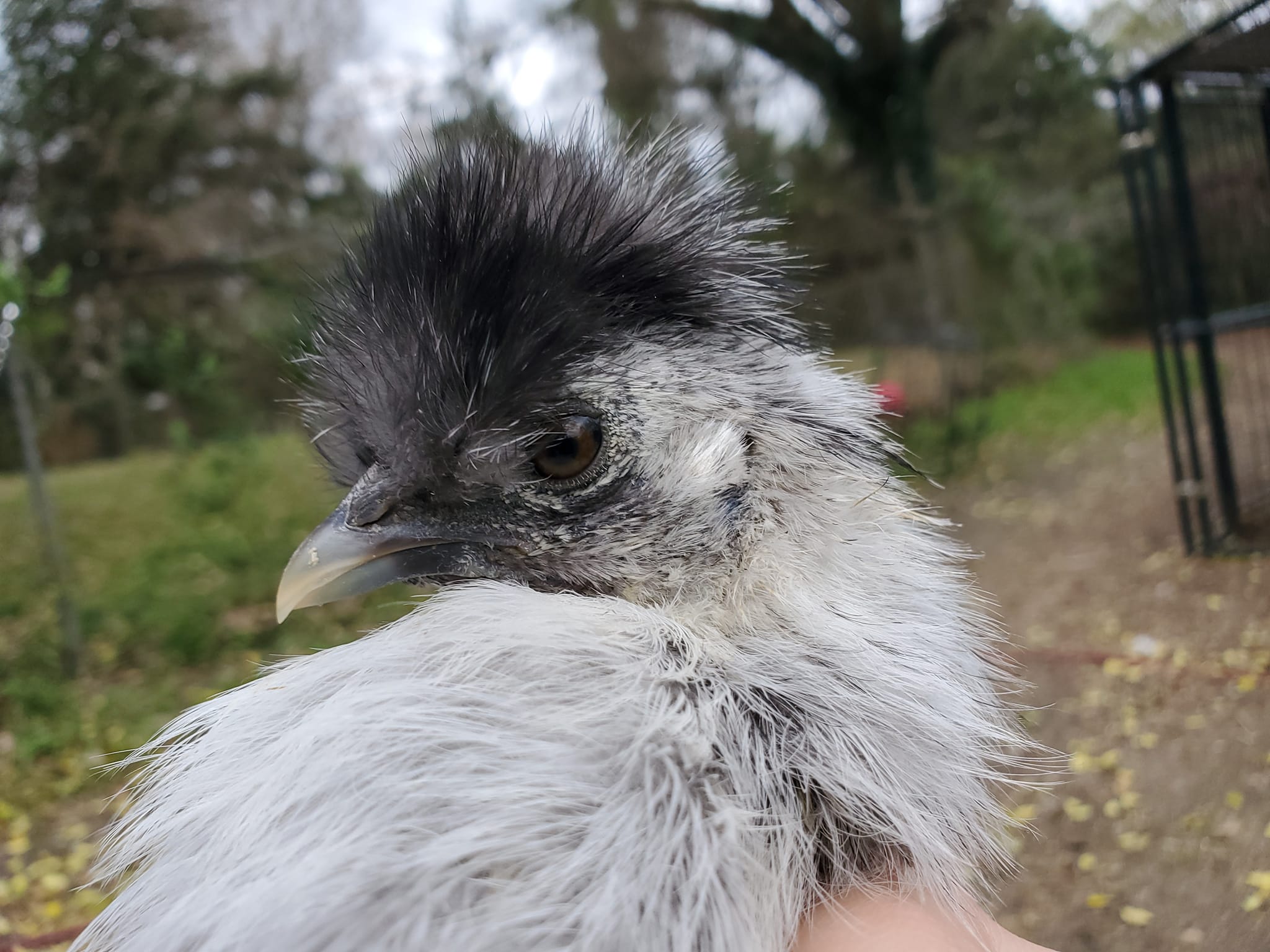 Picture of the Farm's chicken, Affair